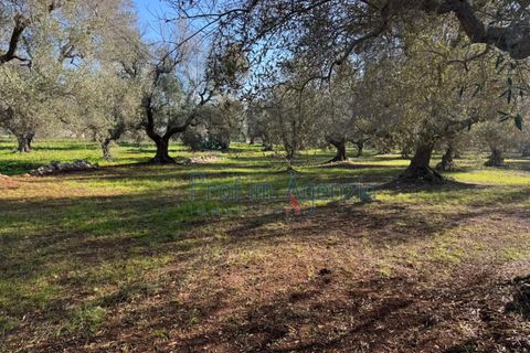Landejendom i Ostuni, Brindisi, Ostuni - € 53.000 | Ref: 172821 - foto 11